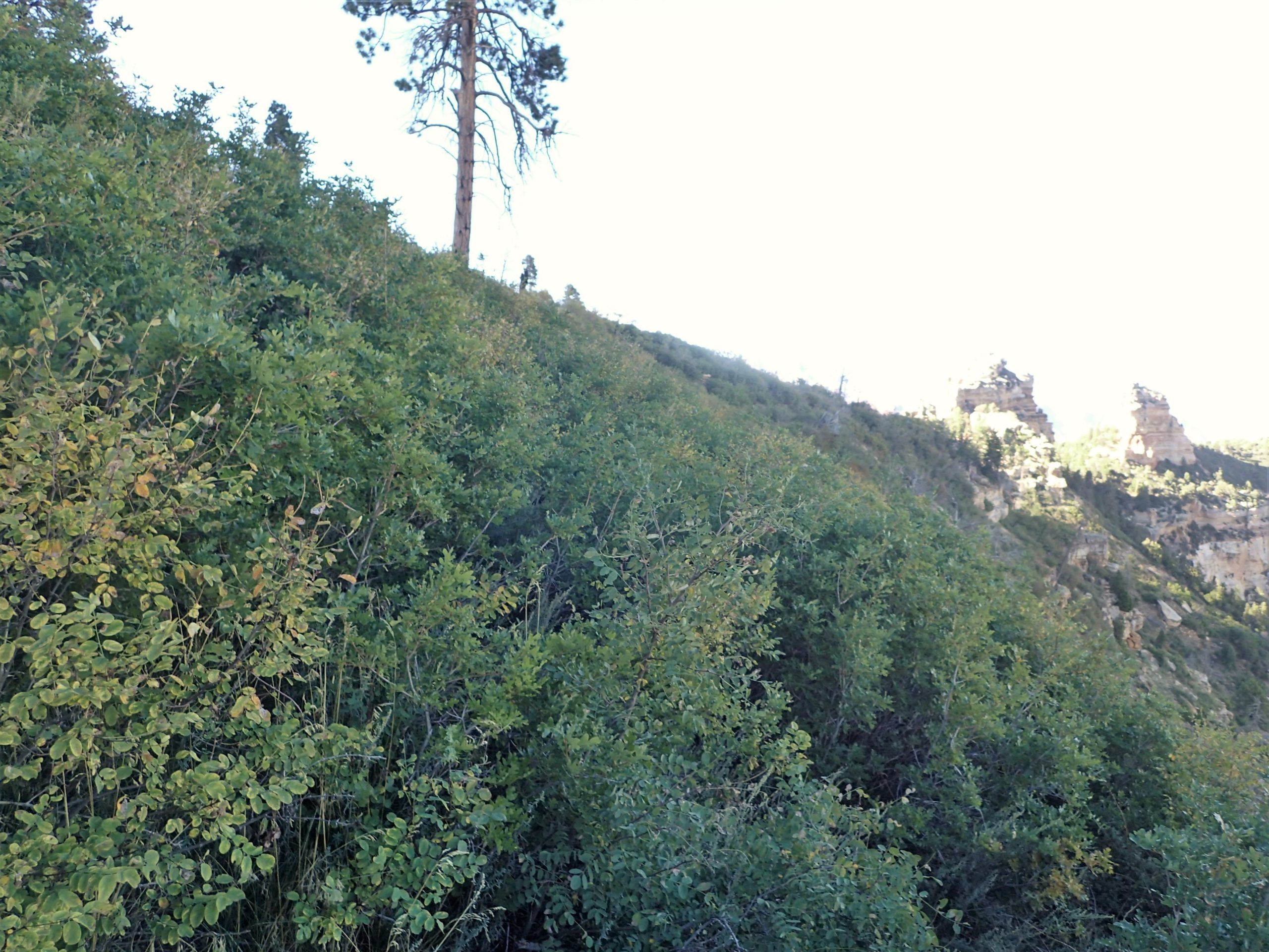 New Mexico Locust (Robinia neomexicana)