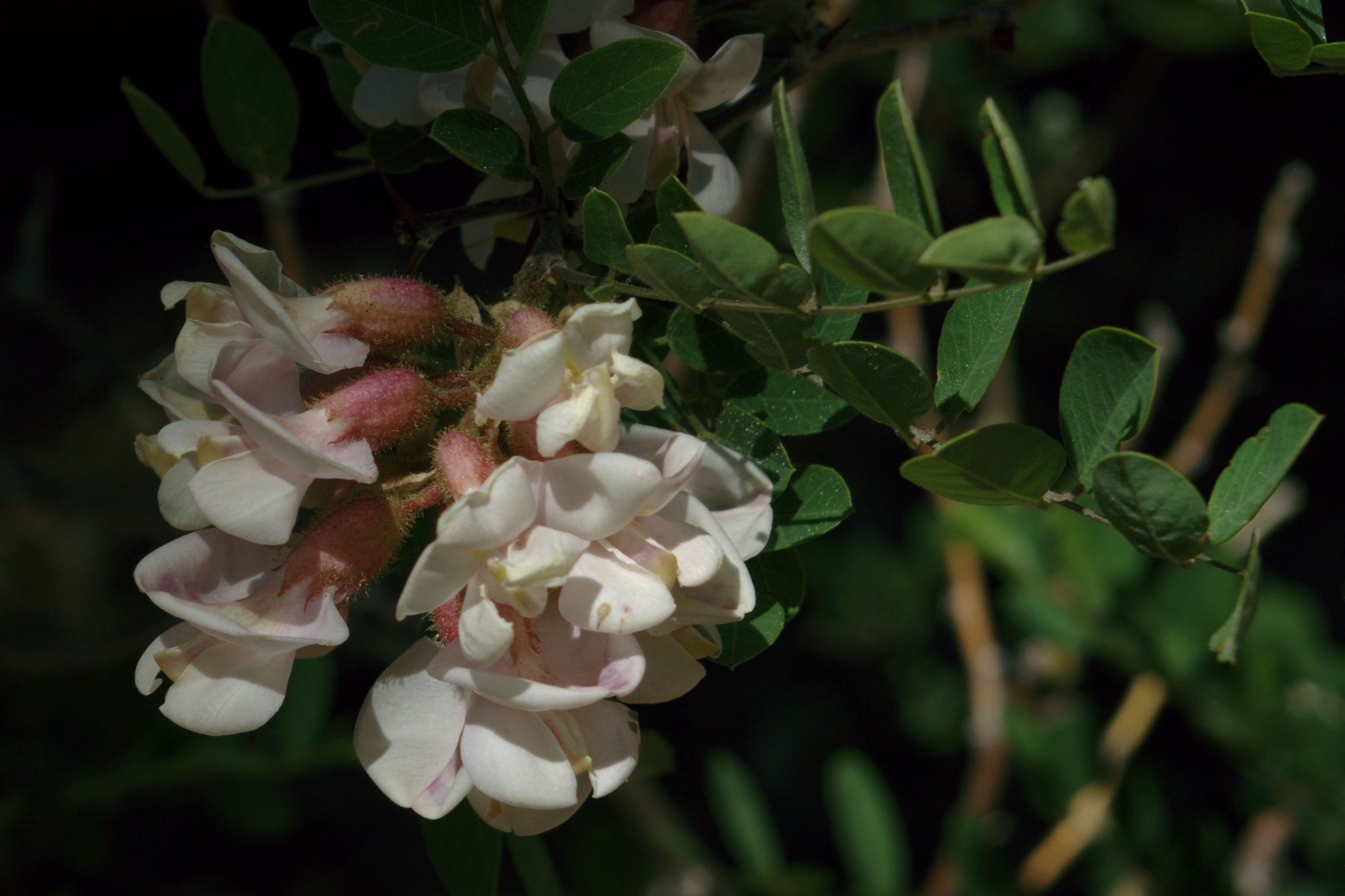New Mexico Locust (Robinia neomexicana) pinnately compound leaves and pink pea-family flowers in close-up