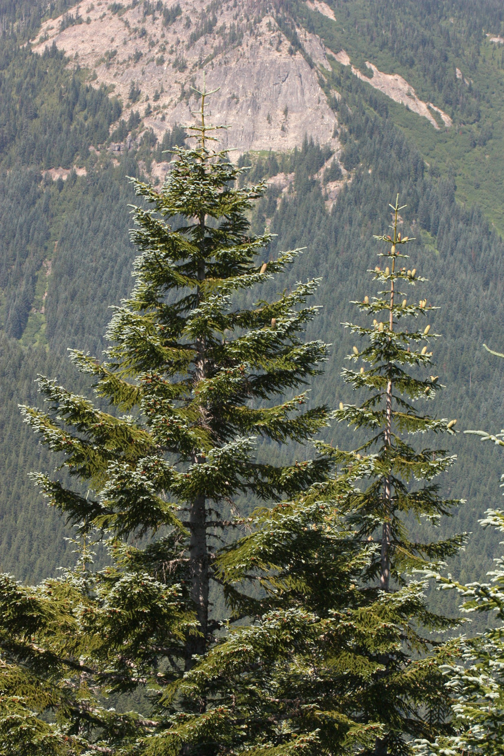 Noble Fir (Abies procera)