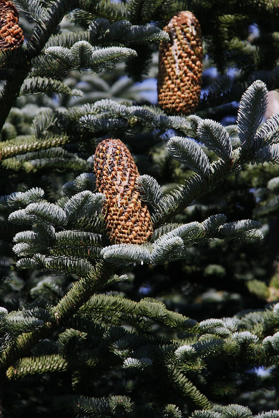 Noble Fir cones showing distinctive upright purple-green cones