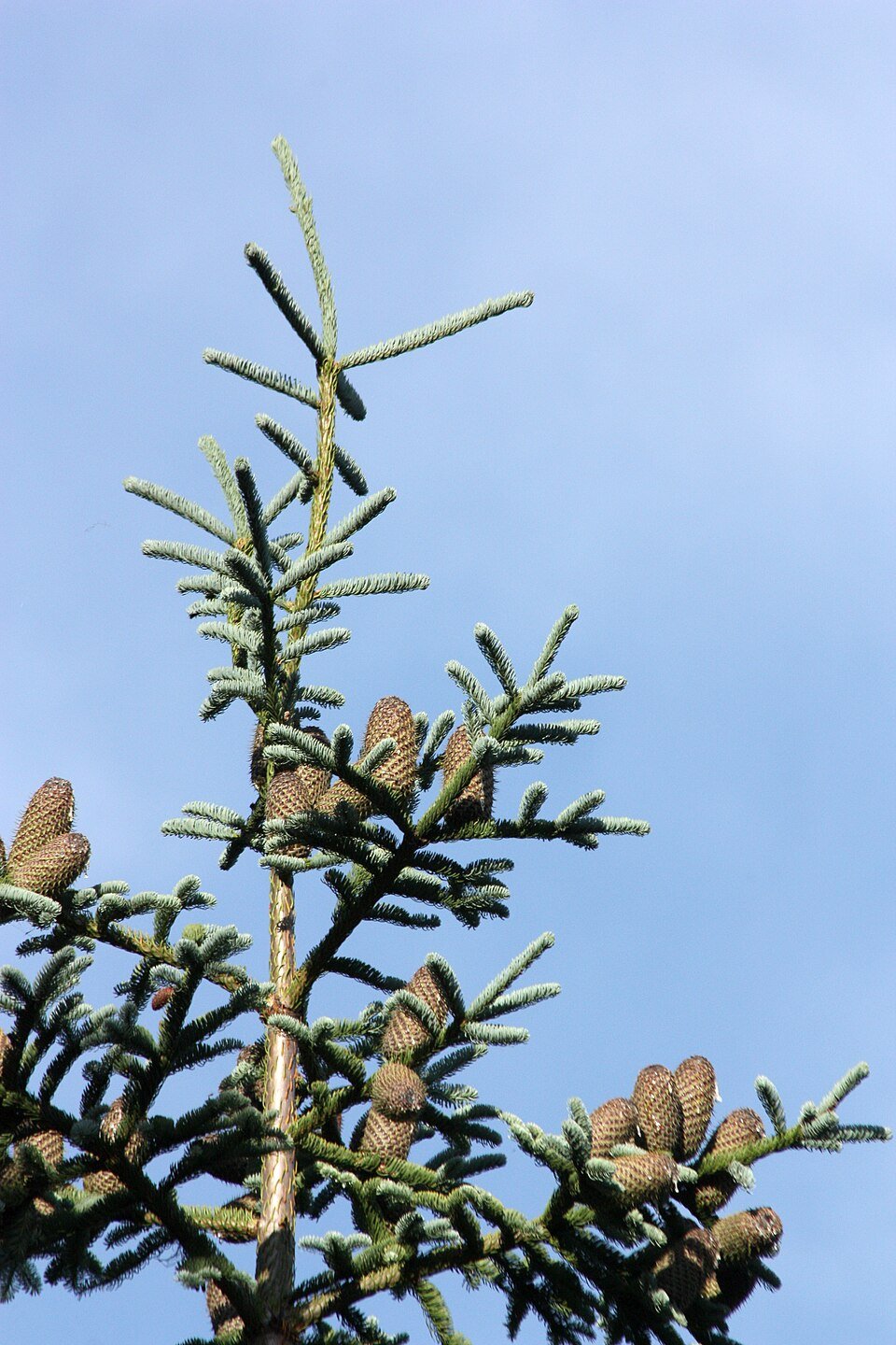 Noble Fir branch showing blue-green needles arranged in flat sprays