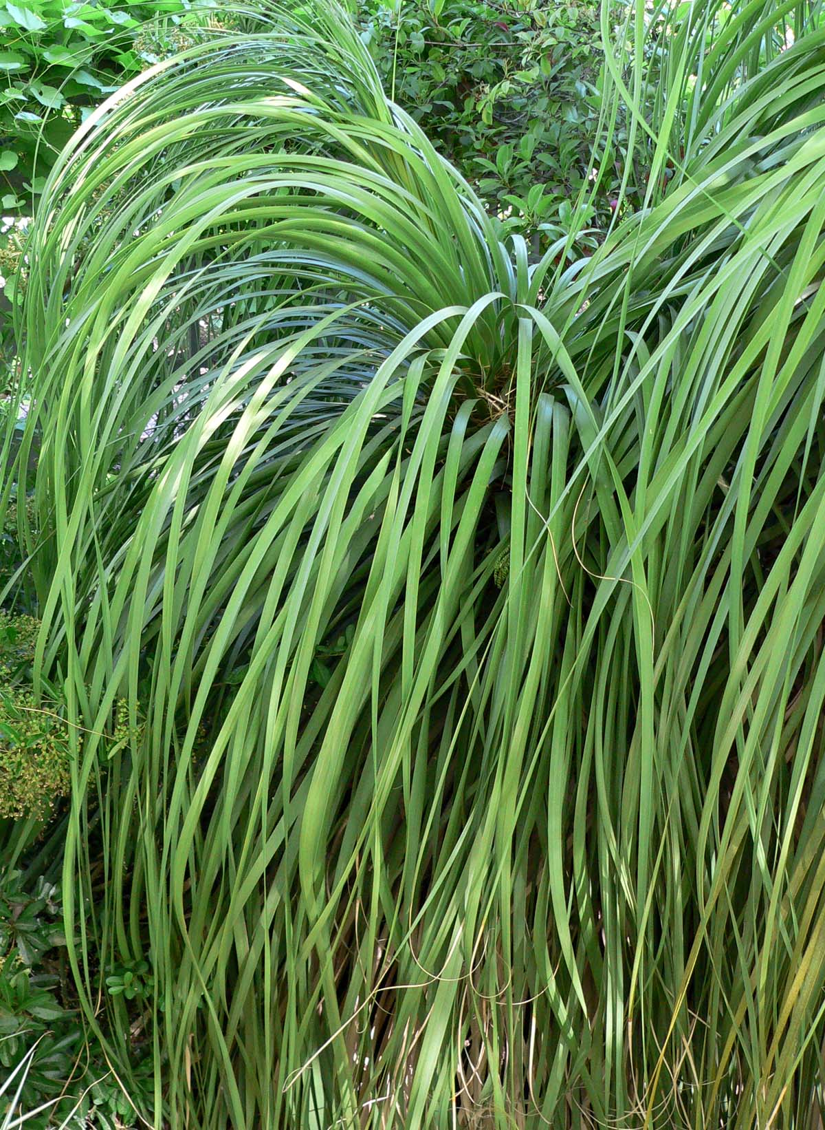 Bigelow Nolina (Nolina bigelovii) showing full plant with woody trunk and leaf rosette in Arizona desert