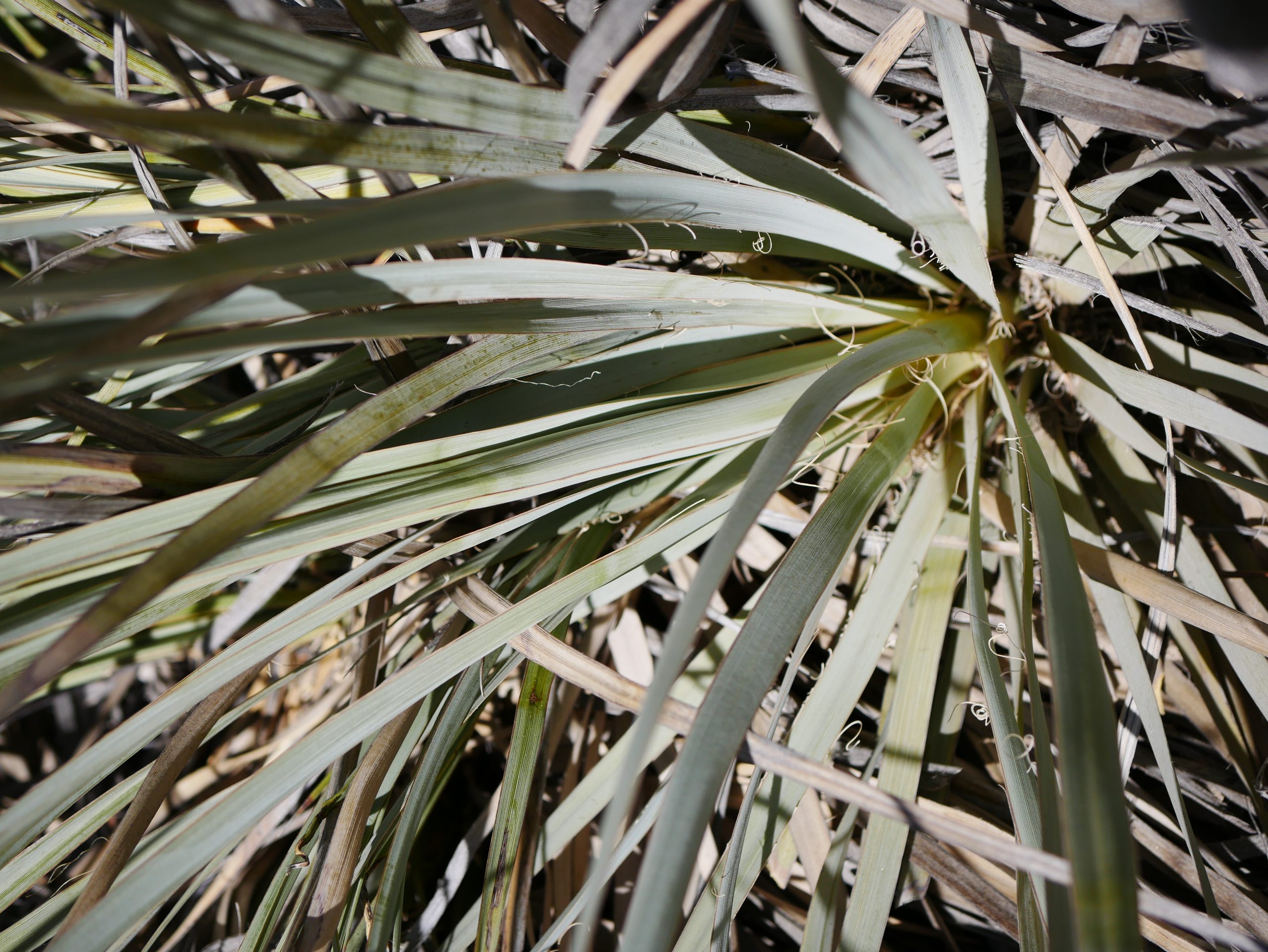 Bigelow Nolina (Nolina bigelovii)