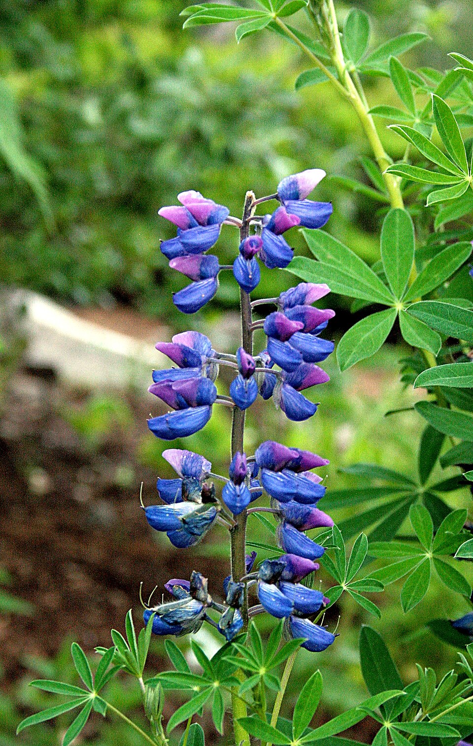 Nootka Lupine (Lupinus nootkatensis) showing brilliant blue-purple flower spikes in an Alaskan meadow