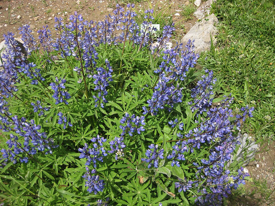 Nootka Lupine (Lupinus nootkatensis) plant showing palmately compound leaves and flower spikes