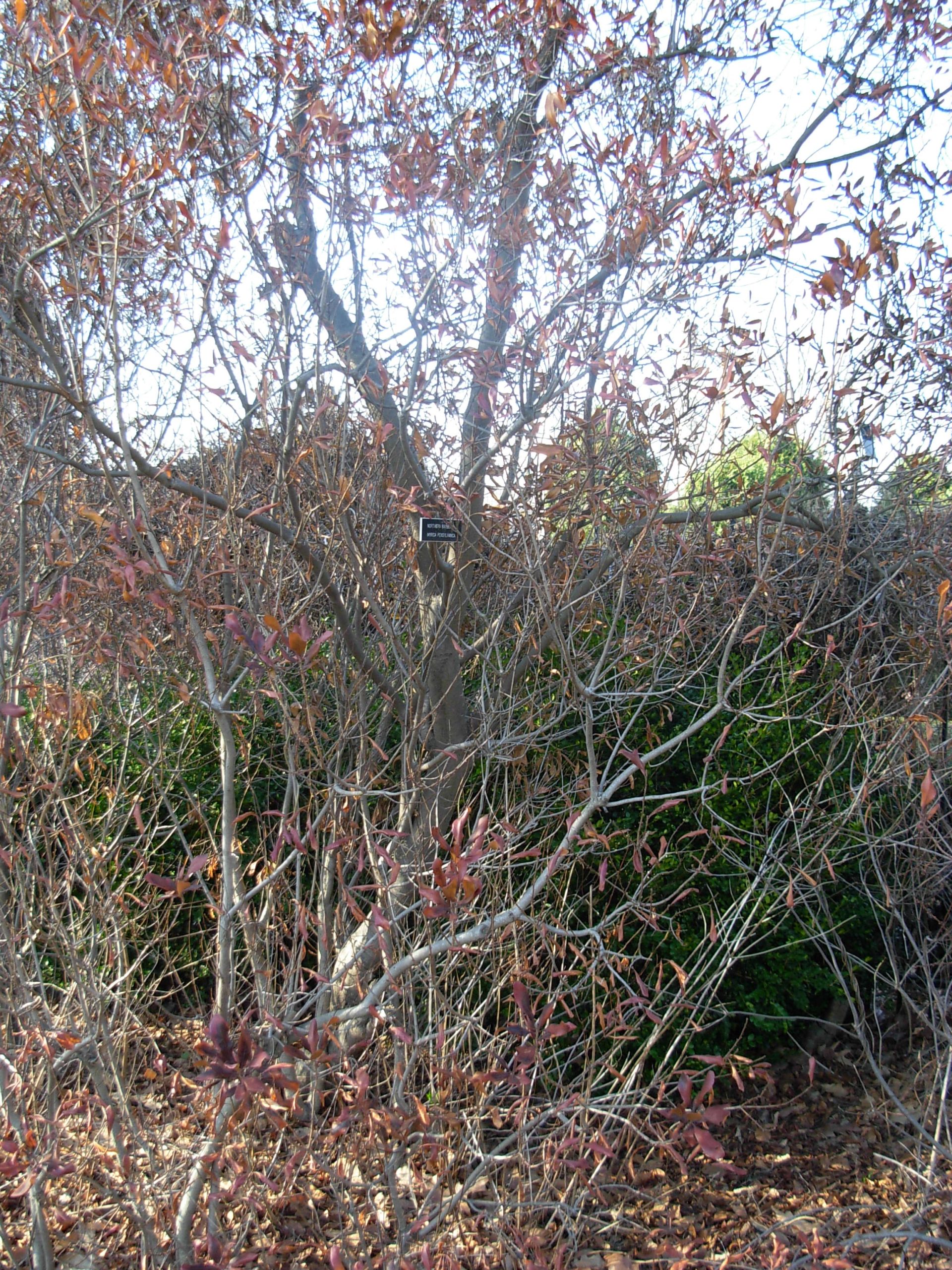 Northern Bayberry (Myrica pensylvanica)