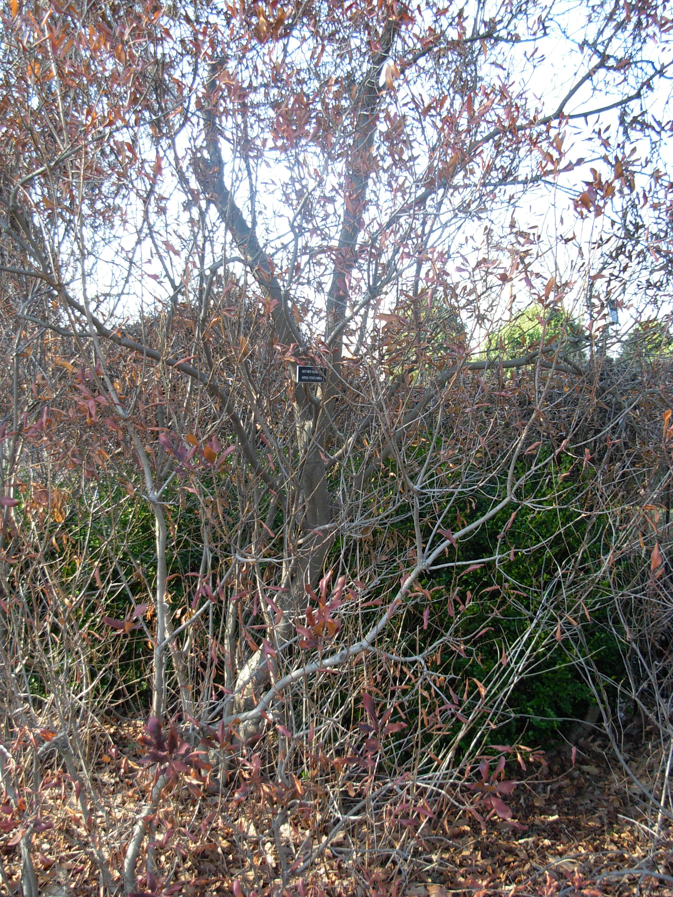 Northern Bayberry (Myrica pensylvanica) shrub showing waxy gray berries and semi-evergreen foliage