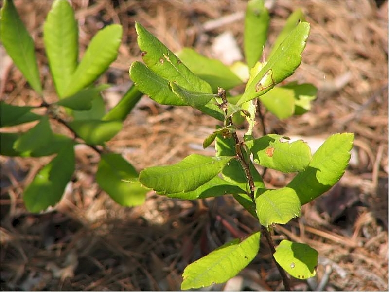 Northern Bayberry (Myrica pensylvanica) foliage and berry clusters in close-up