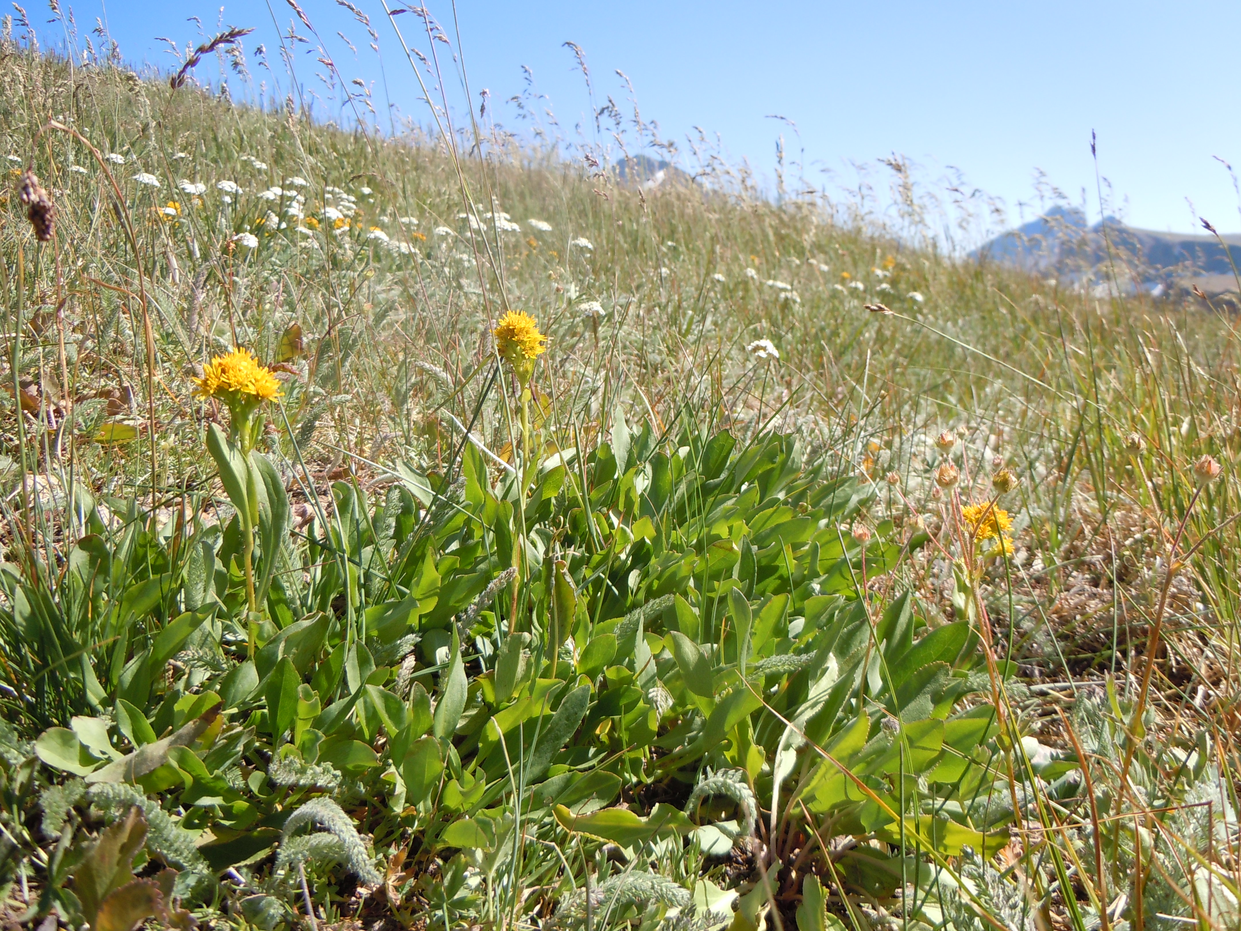 Northern Goldenrod (Solidago multiradiata) - PlantNative.org Northern Goldenrod (Solidago multiradiata) golden yellow flower clusters in alpine meadow