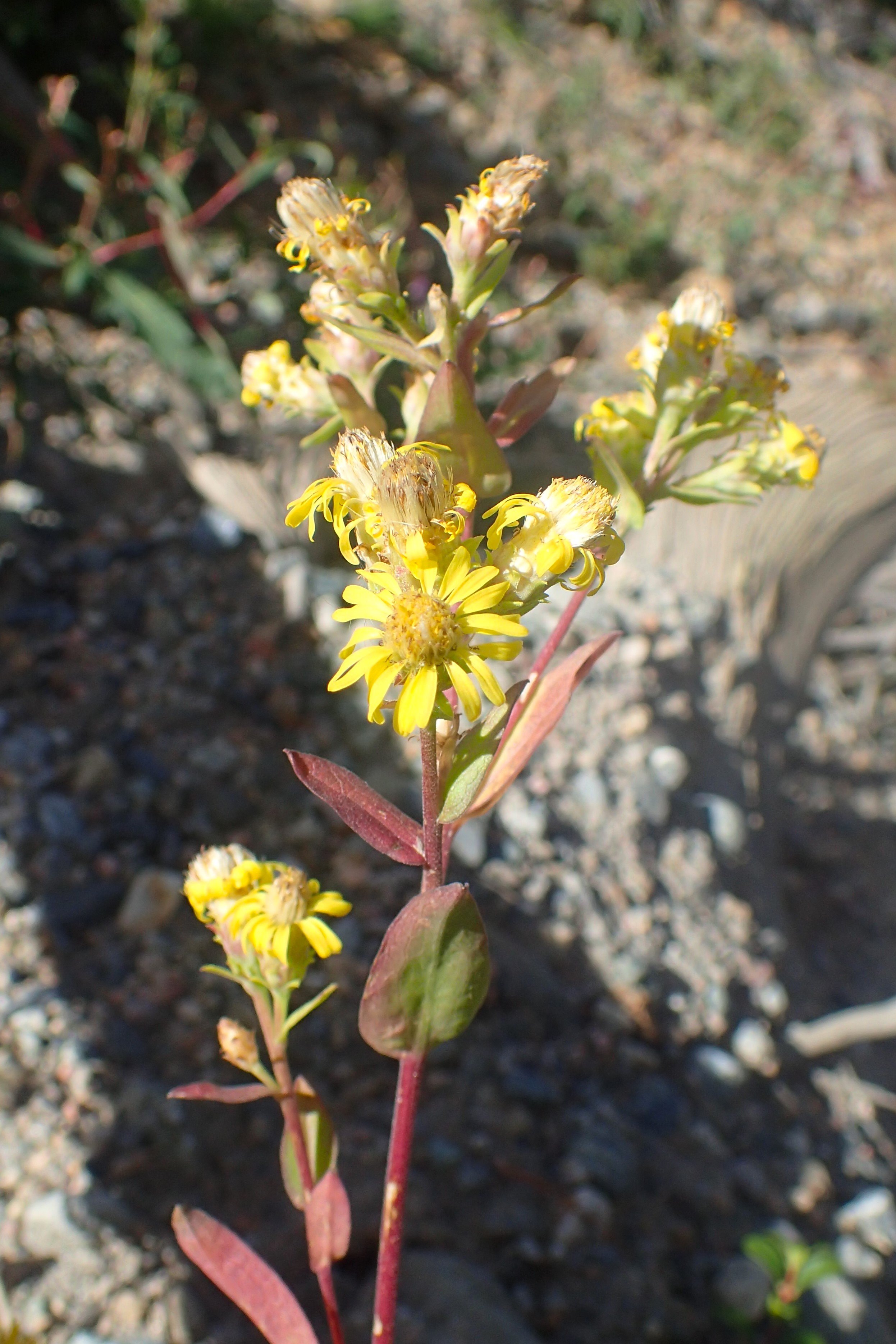 Northern Goldenrod (Solidago multiradiata) - PlantNative.org Northern Goldenrod (Solidago multiradiata) closeup showing dense golden flower clusters and elliptical leaves