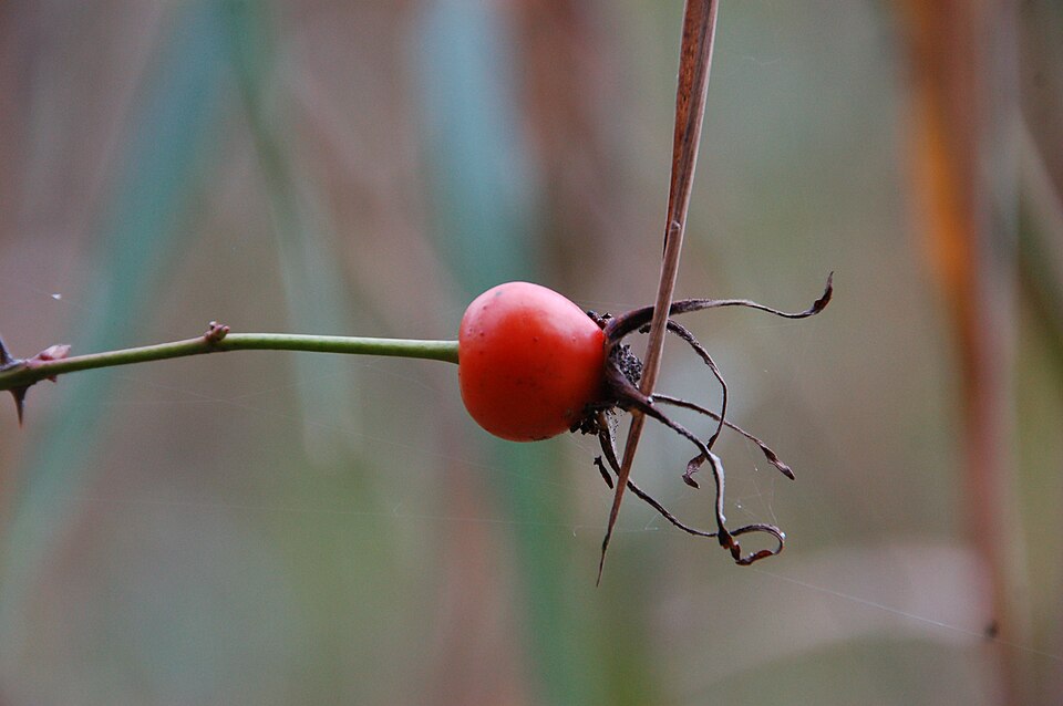 Nutka Rose (Rosa nutkana) - PlantNative.org Nutka Rose bright red hips in autumn