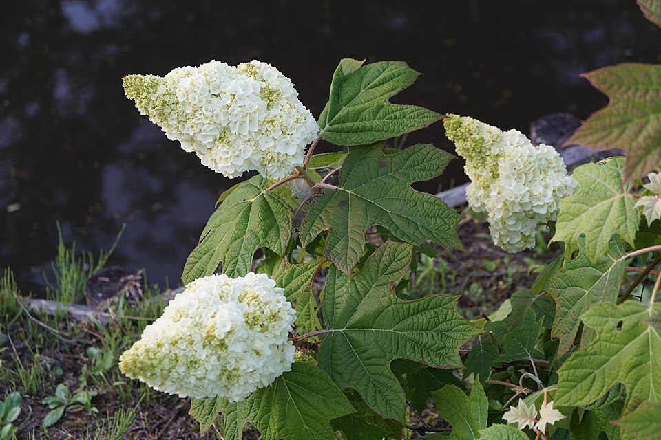 Oakleaf Hydrangea (Hydrangea quercifolia) with large conical white flower panicles