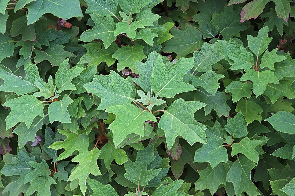 Oakleaf Hydrangea (Hydrangea quercifolia) flower detail showing fertile and sterile florets