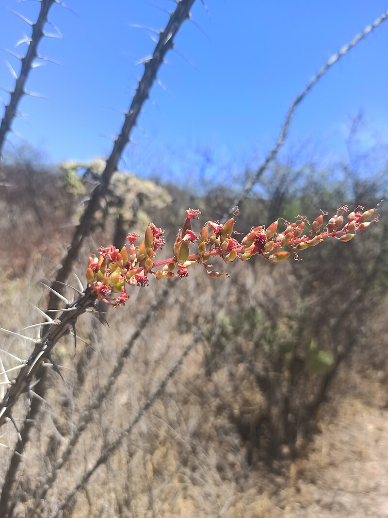 Ocotillo (Fouquiera splendens) - PlantNative.org Ocotillo (Fouquieria splendens) showing tall spiny canes with red-orange flower clusters at tips