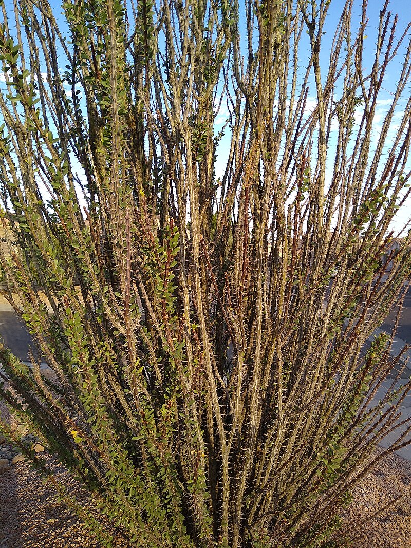 Ocotillo (Fouquiera splendens) - PlantNative.org Ocotillo (Fouquieria splendens) showing multiple tall canes in desert landscape with green leaves after rain
