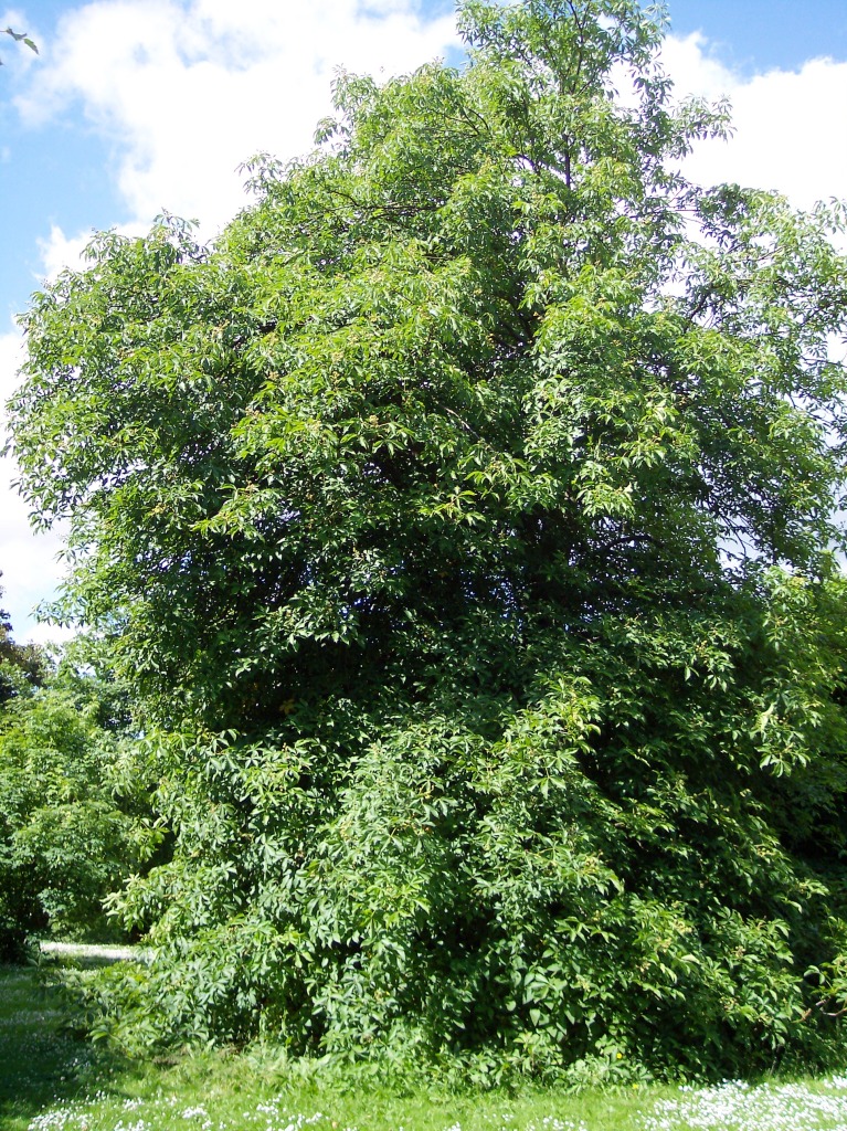Ohio Buckeye (Aesculus glabra) - PlantNative.org Ohio Buckeye (Aesculus glabra) tree showing characteristic palmately compound leaves and rounded crown