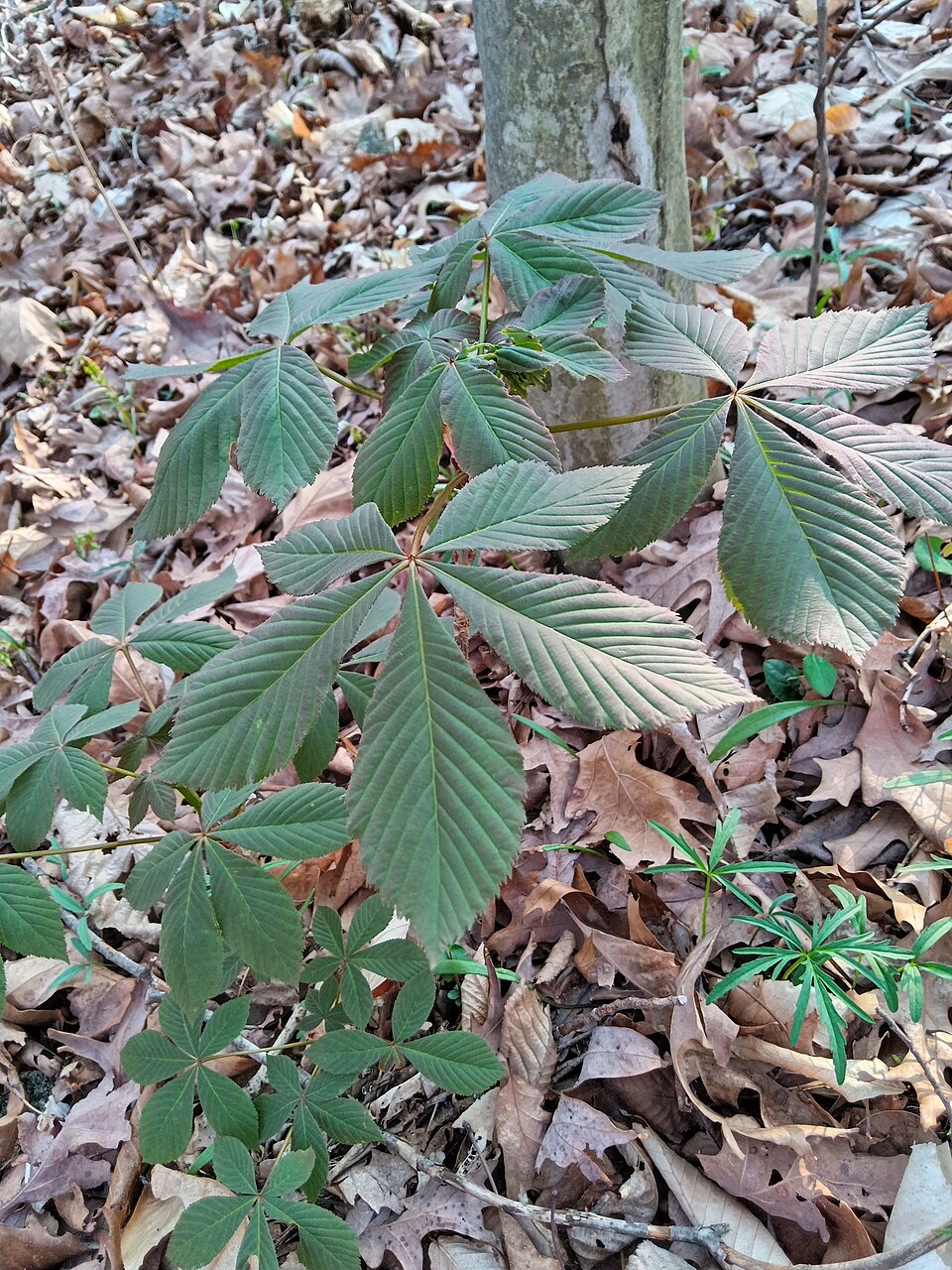 Ohio Buckeye (Aesculus glabra) - PlantNative.org Ohio Buckeye (Aesculus glabra) sapling showing characteristic palmately compound leaves in early growth
