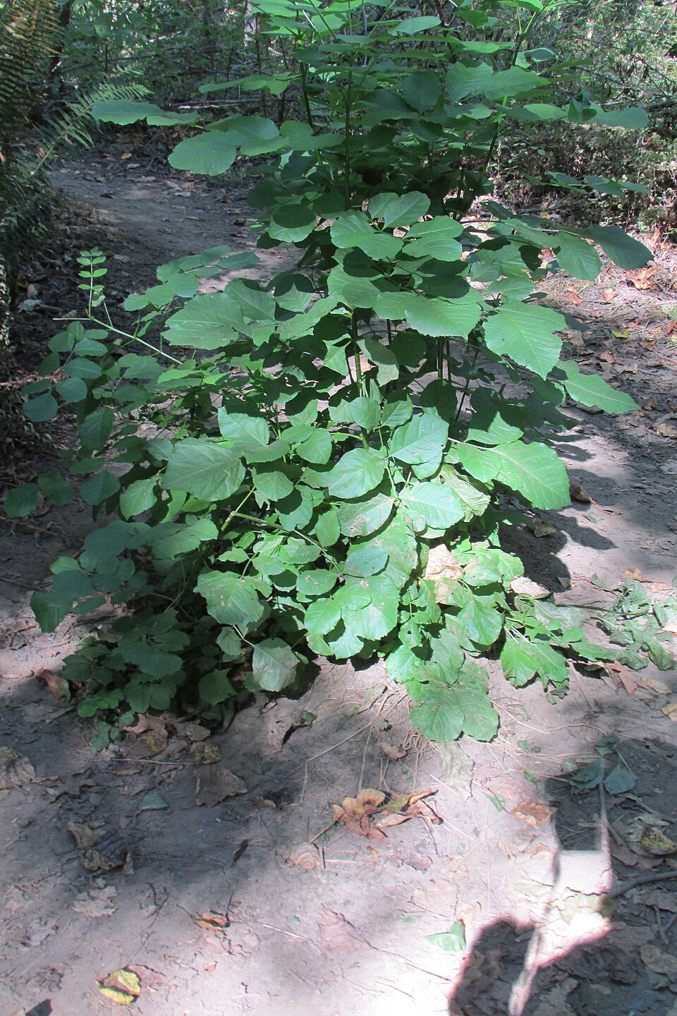 Oregon Ash (Fraxinus latifolia) - PlantNative.org Fraxinus latifolia plant