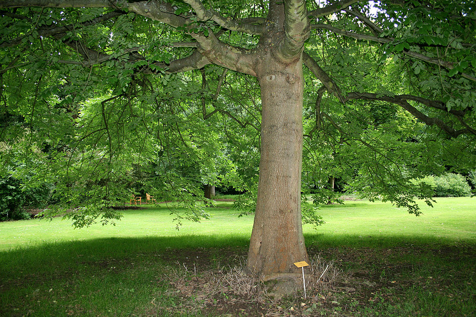 Oregon Ash (Fraxinus latifolia) - PlantNative.org Mature Oregon Ash (Fraxinus latifolia) tree with compound leaves and characteristic bark pattern