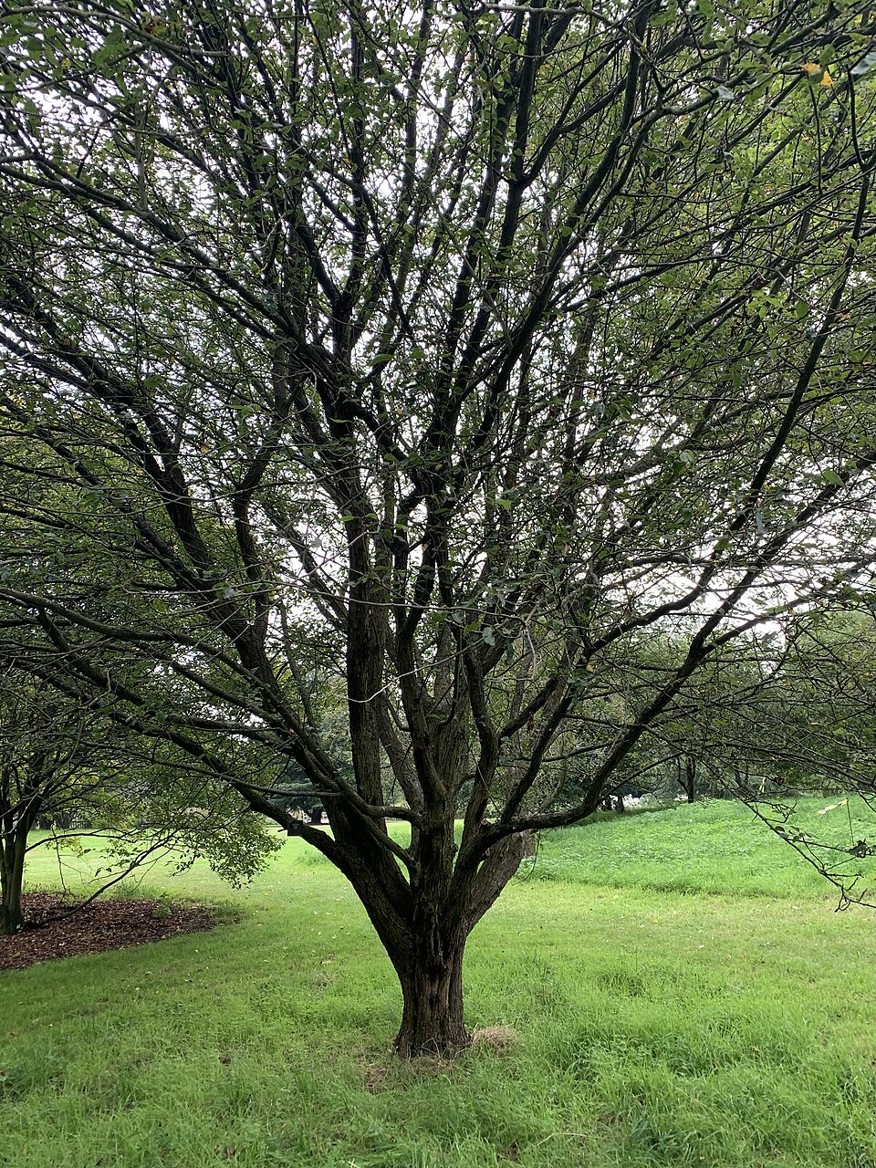 Malus fusca plant detail