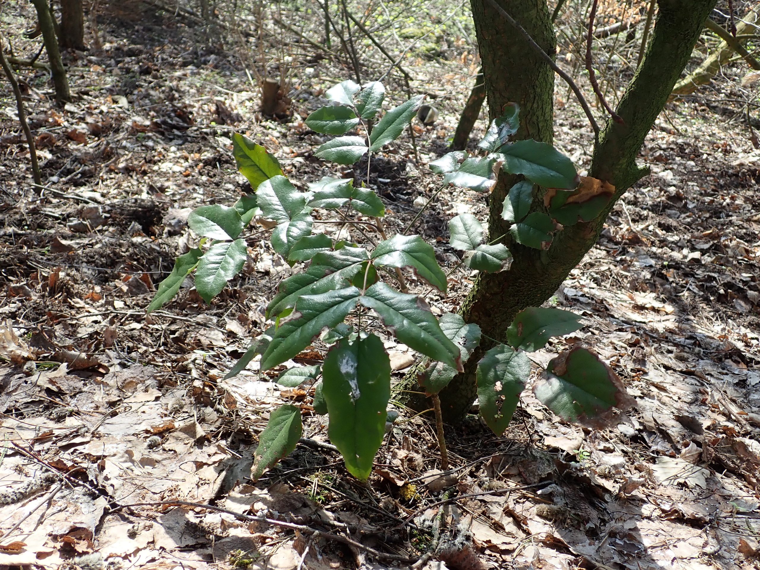 Tall Oregon Grape (Berberis aquifolium)