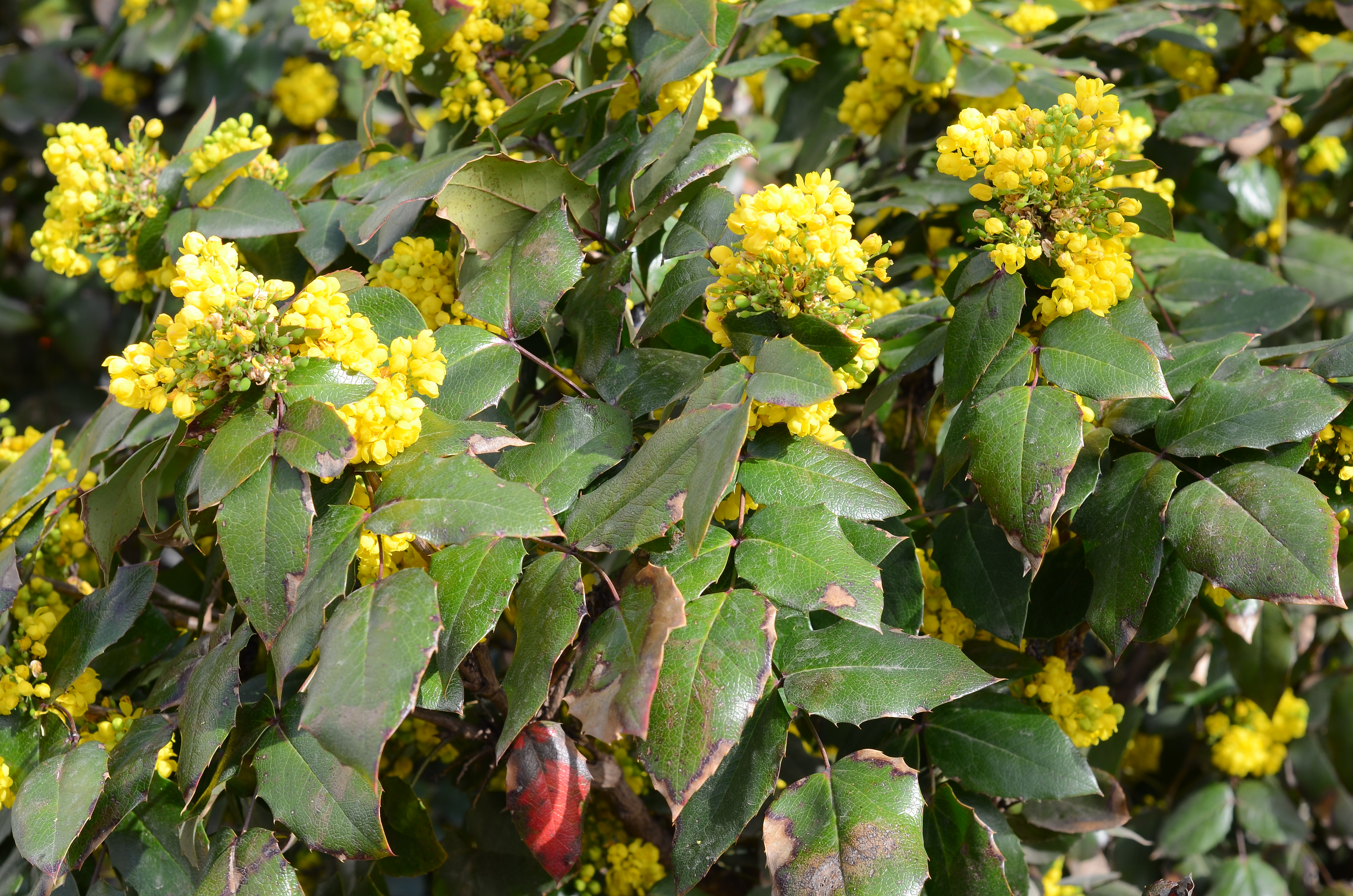 Tall Oregon Grape (Berberis aquifolium) - PlantNative.org Brilliant yellow flower clusters of Tall Oregon Grape blooming in dense, upright racemes against dark green spiny foliage