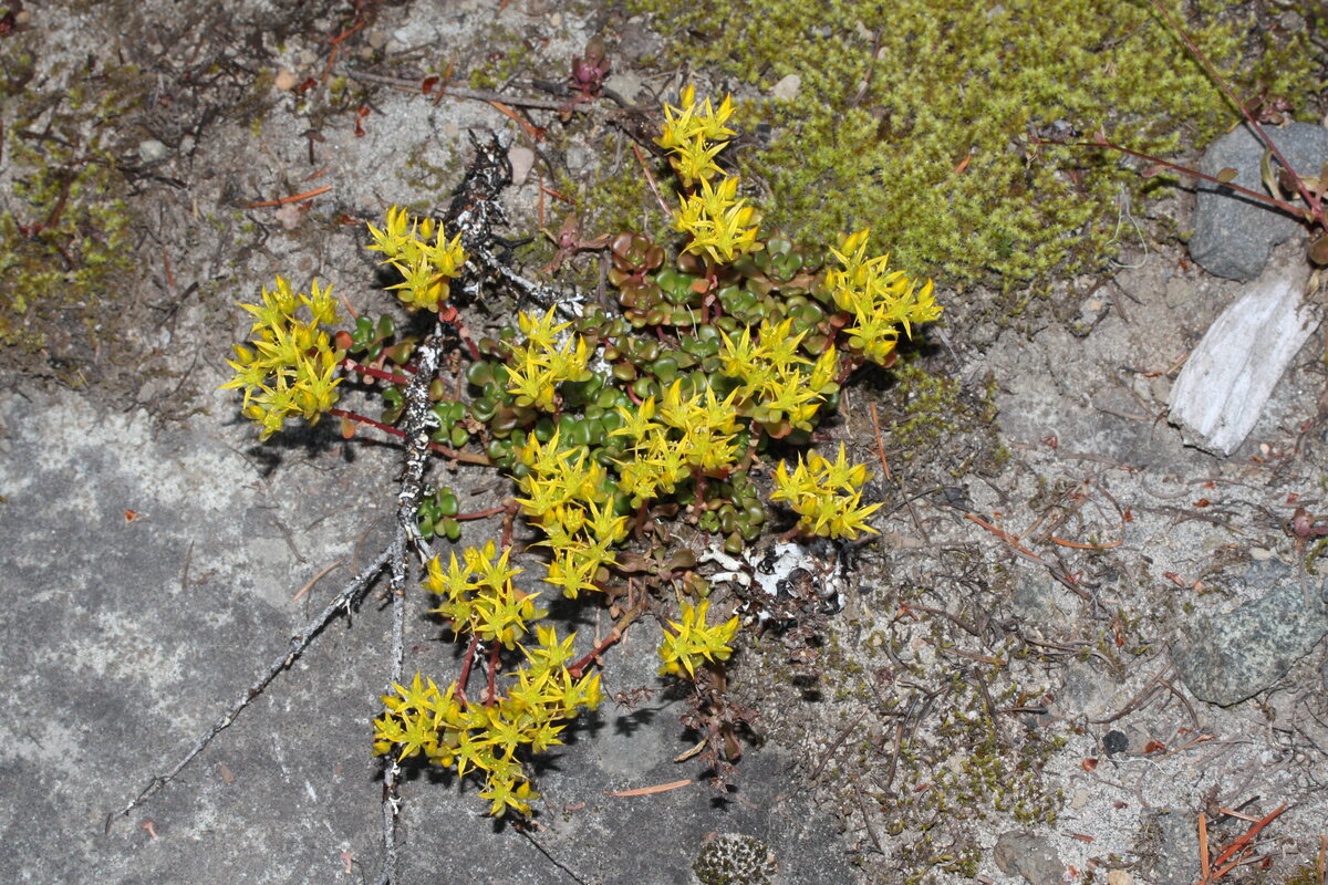 Oregon Stonecrop (Sedum oreganum) with yellow flowers on coastal rocks