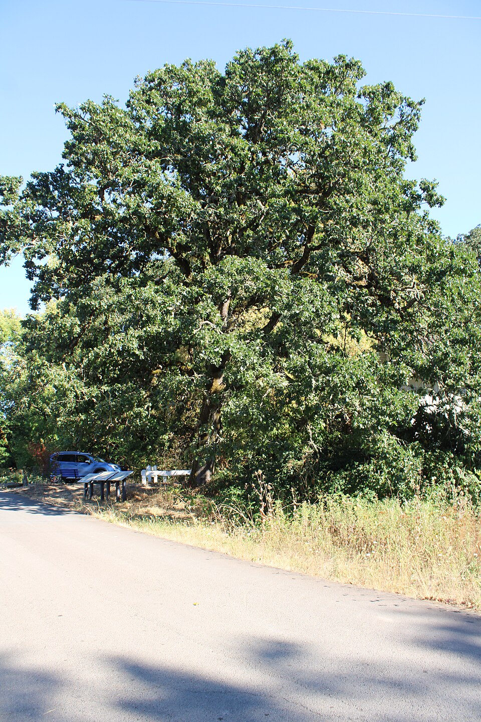 Quercus garryana in natural habitat