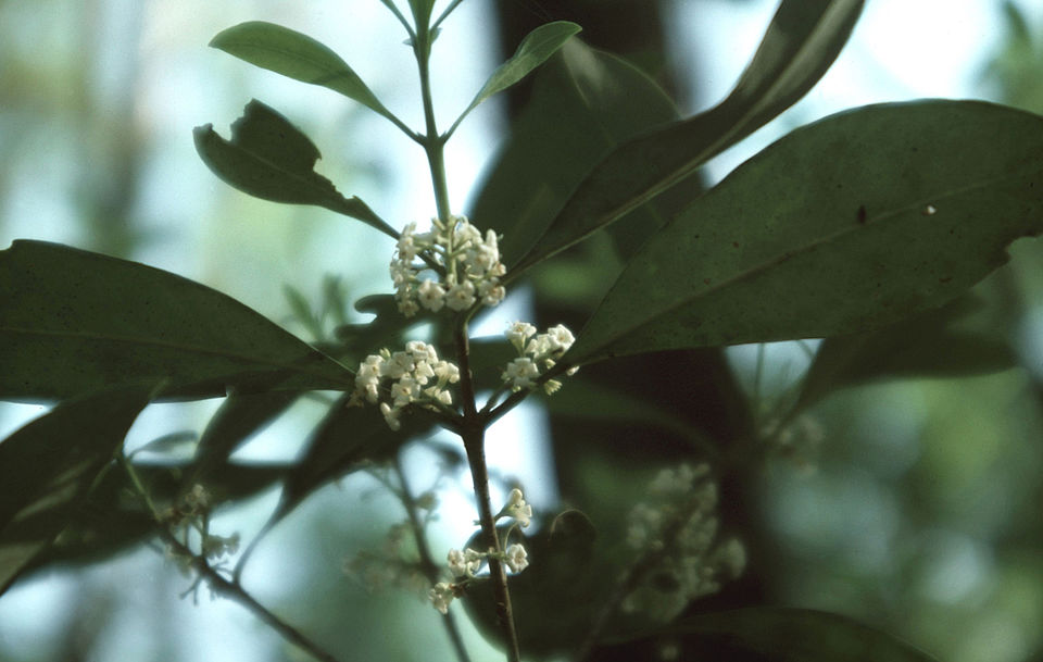 American Sweet Olive (Osmanthus americanus) showing small white fragrant flower clusters in early spring