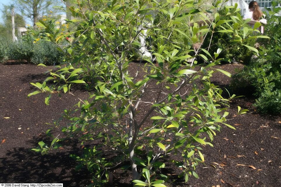 American Sweet Olive (Osmanthus americanus) evergreen shrub with glossy dark green leaves