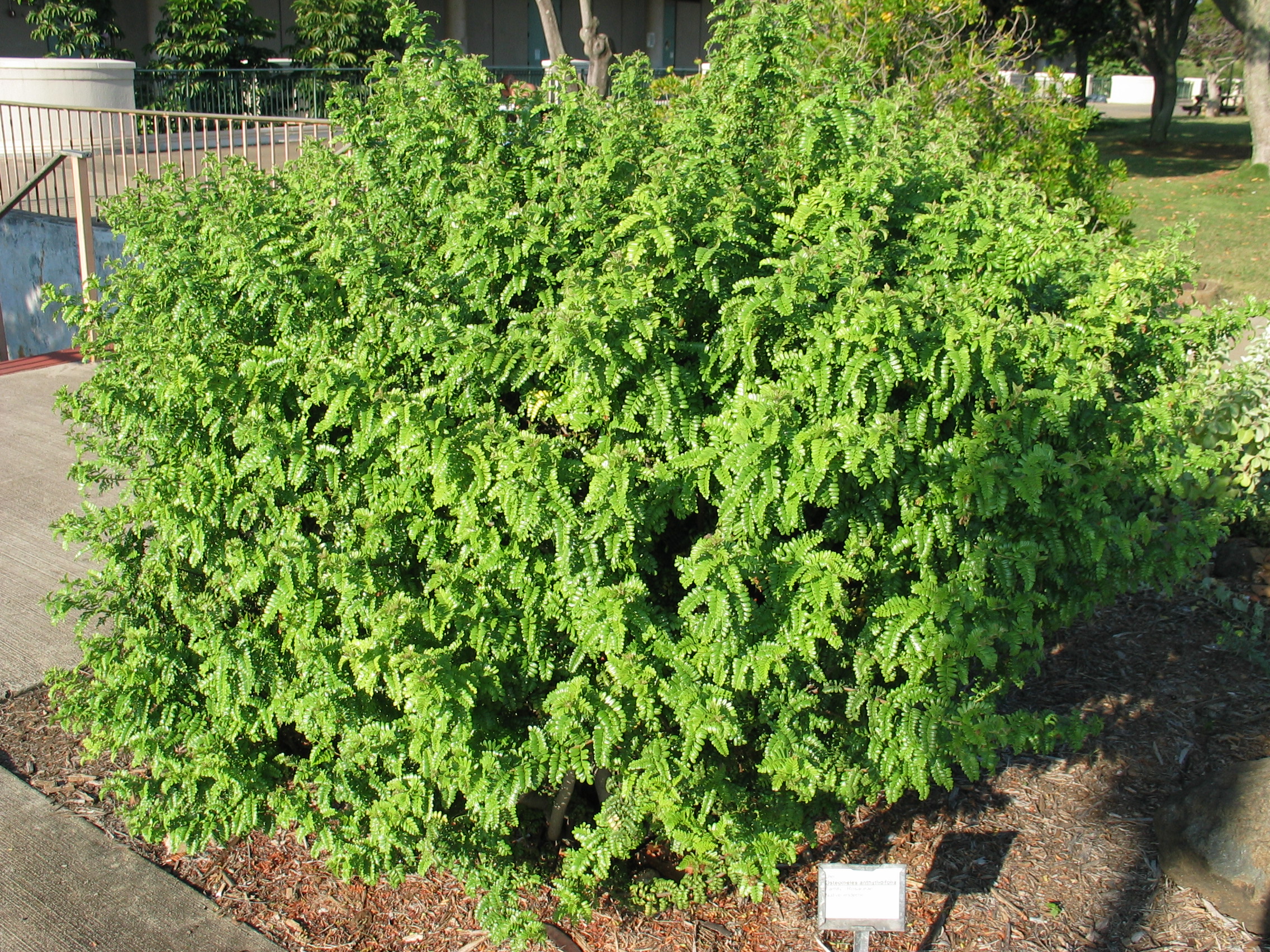 'Ulei (Osteomeles anthyllidifolia) - PlantNative.org 'Ulei (Osteomeles anthyllidifolia) showing thorny branches with small pinnate leaves and white flowers