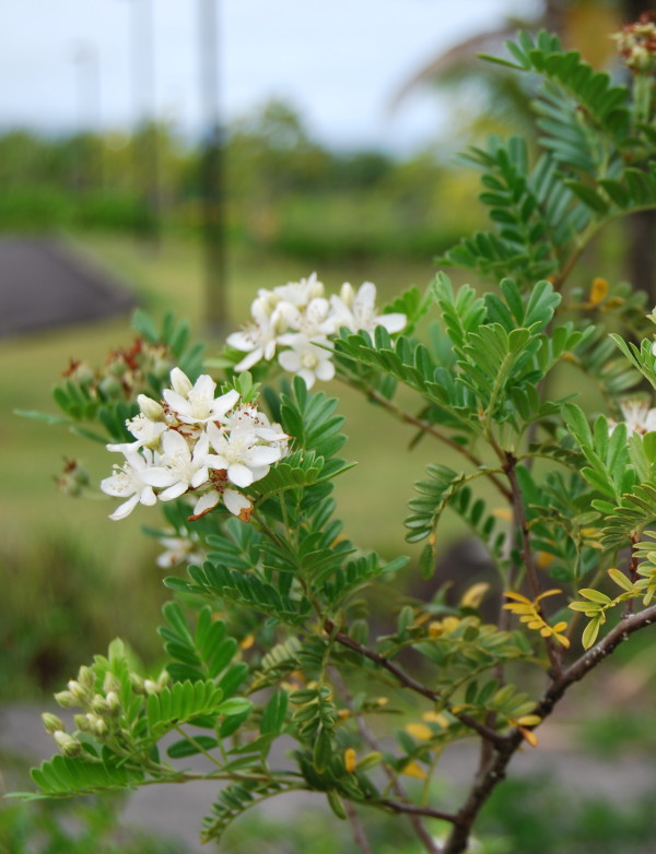 'Ulei (Osteomeles anthyllidifolia) - PlantNative.org 'Ulei (Osteomeles anthyllidifolia) white flowers in clusters on thorny stems