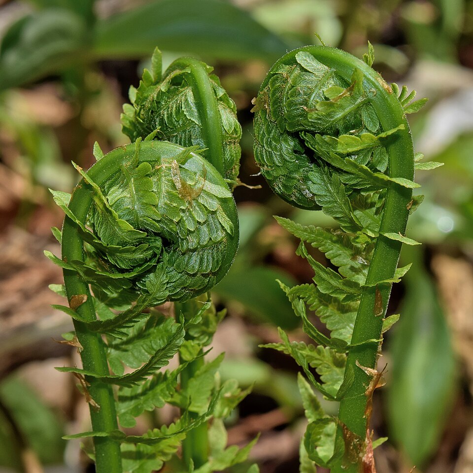 Ostrich Fern (Matteuccia struthiopteris) - PlantNative.org Ostrich Fern (Matteuccia struthiopteris) fiddleheads emerging from the ground in early spring