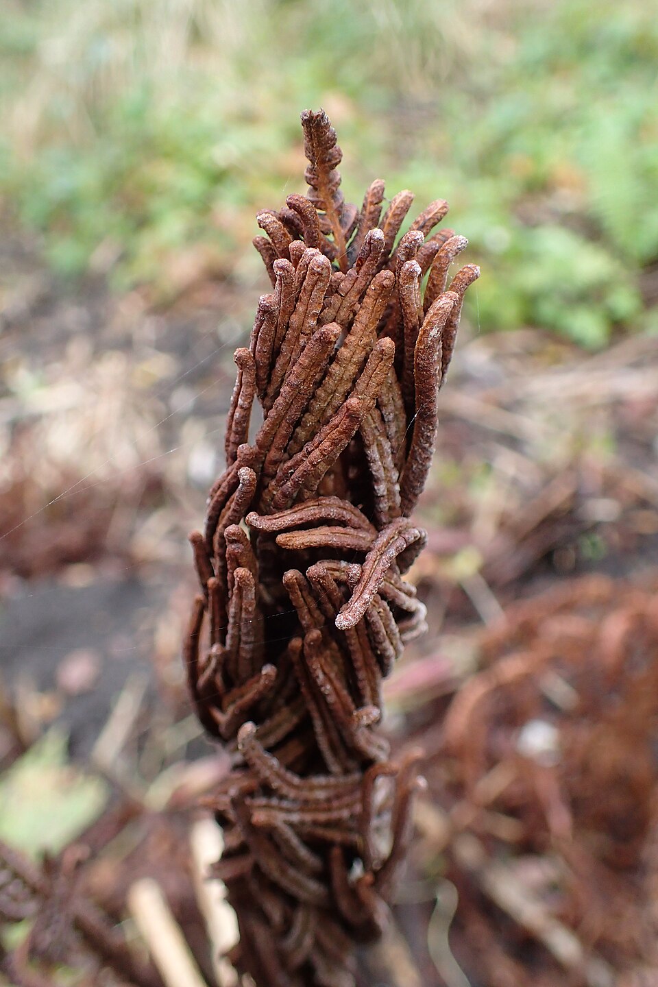 Ostrich Fern (Matteuccia struthiopteris) - PlantNative.org Detailed view of Ostrich Fern (Matteuccia struthiopteris) frond structure showing the feather-like pinnation