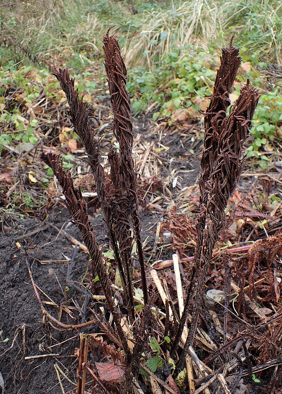 Ostrich Fern (Matteuccia struthiopteris) - PlantNative.org Mature Ostrich Fern (Matteuccia struthiopteris) colony showing the characteristic vase-shaped growth habit