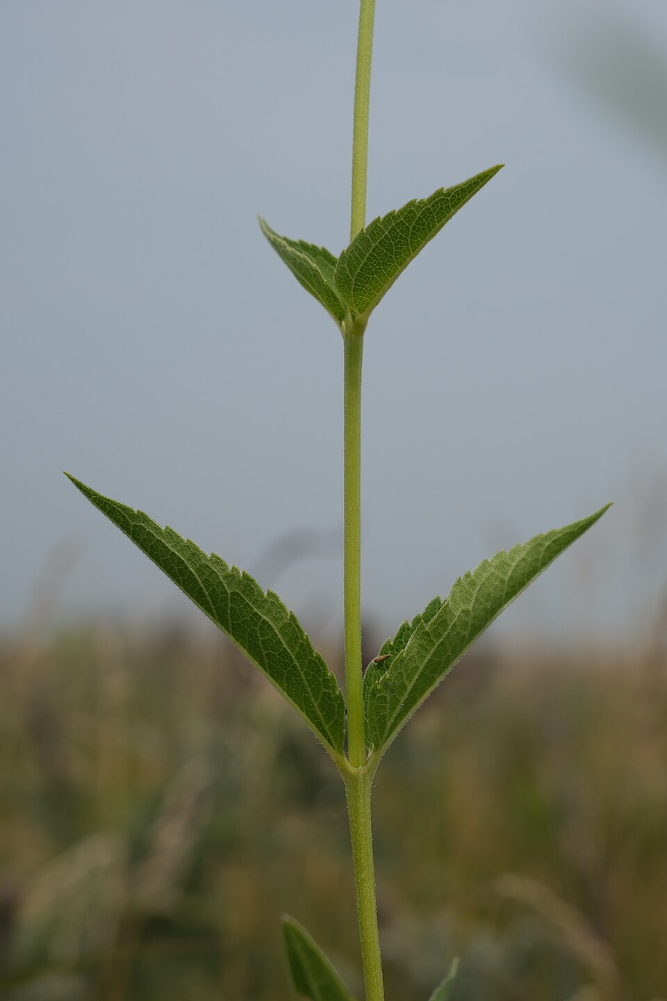 Ox-eye Sunflower (Heliopsis helianthoides) - PlantNative.org Ox-eye Sunflower (Heliopsis helianthoides) displaying bright yellow daisy-like flowers and lance-shaped leaves
