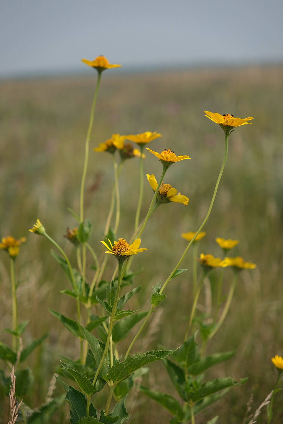 Ox-eye Sunflower (Heliopsis helianthoides) - PlantNative.org Ox-eye Sunflower (Heliopsis helianthoides) flowers in close detail showing bright yellow petals and darker central disc