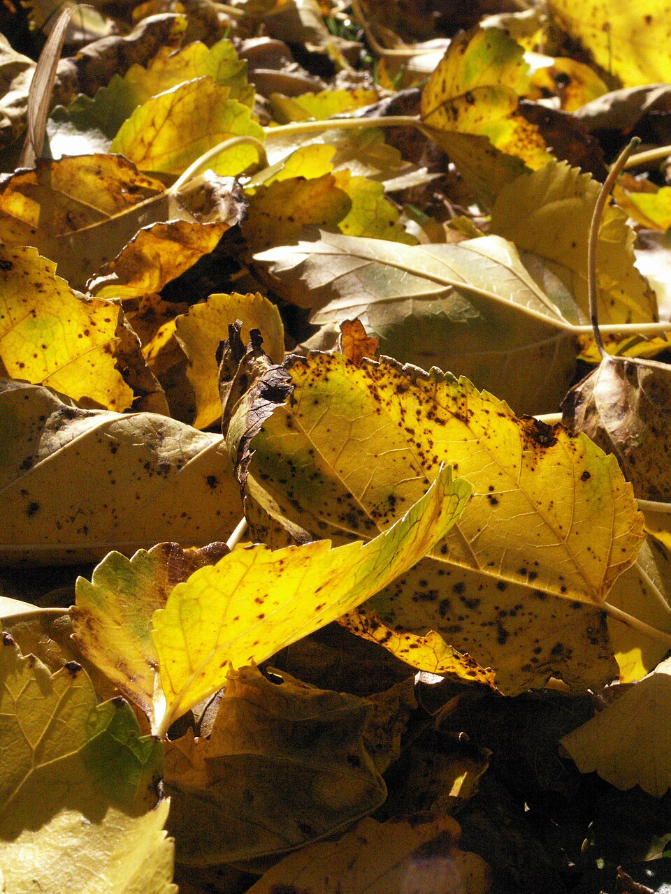 Ozark Witch-hazel (Hamamelis vernalis)