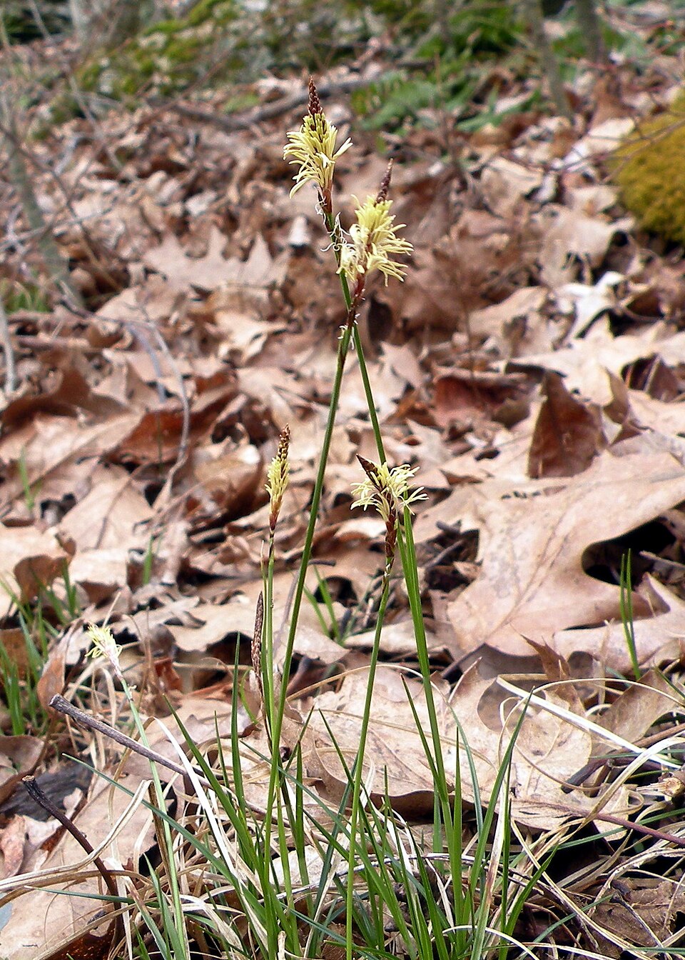 Pennsylvania Sedge (Carex pensylvanica) forming a dense lawn-like groundcover in woodland setting