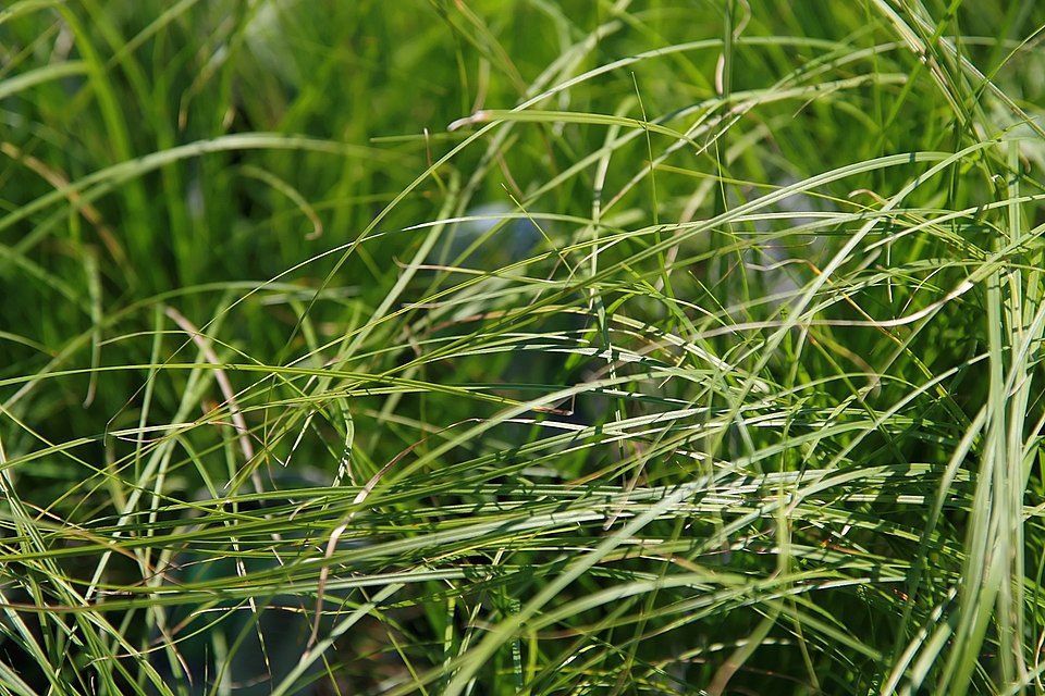Pennsylvania Sedge (Carex pensylvanica) close-up showing fine-textured leaves