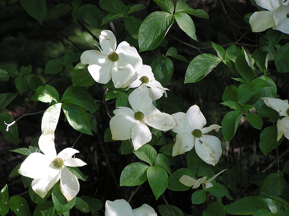 Cornus nuttallii in natural habitat