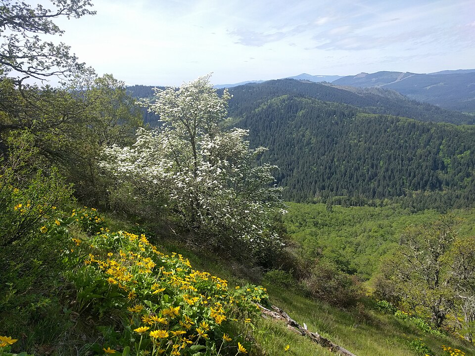 Pacific Dogwood (Cornus nuttallii) in full bloom with distinctive white bracts