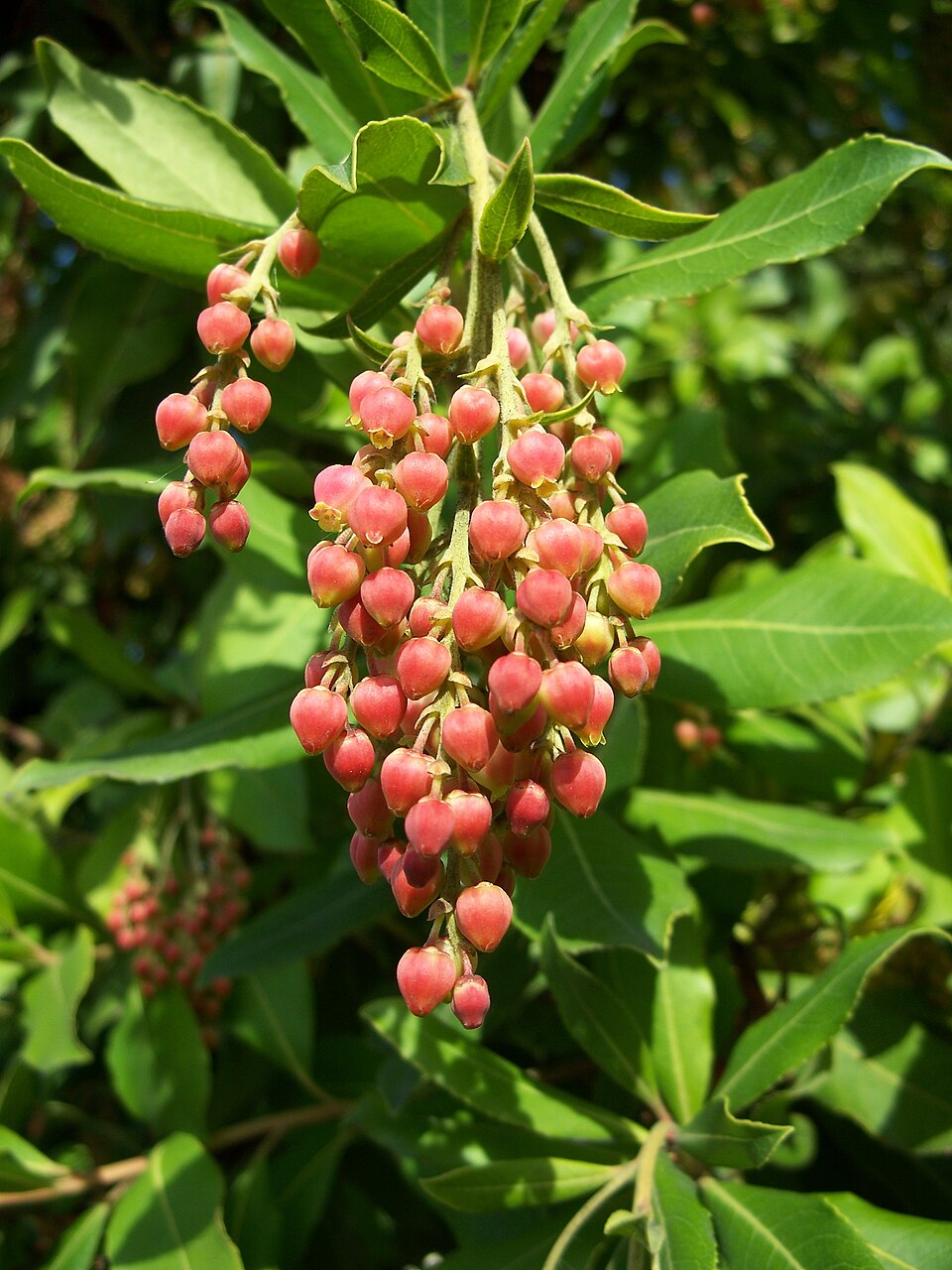 Pacific Madrone (Arbutus menziesii) showing distinctive reddish bark and evergreen foliage on a coastal bluff