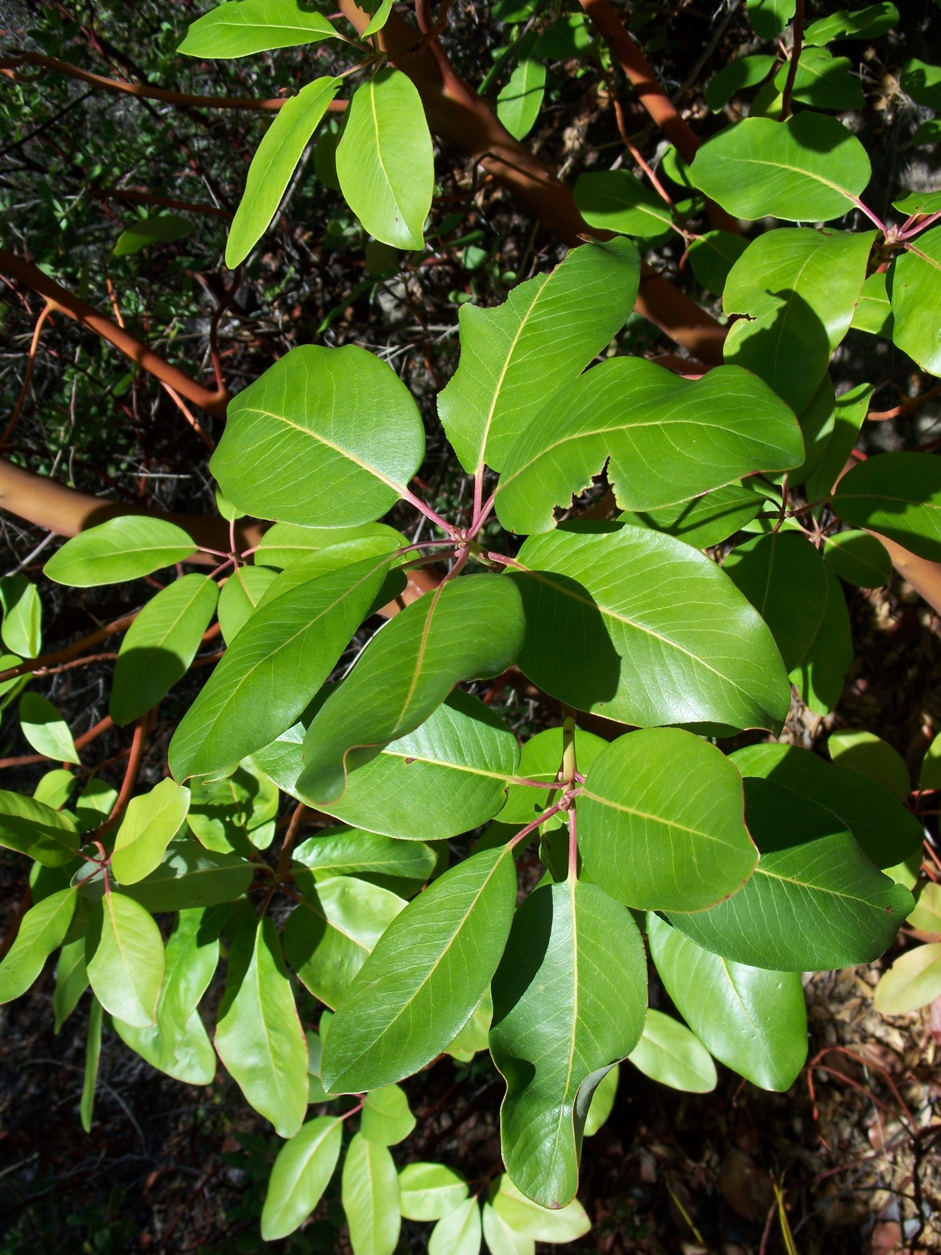 Pacific Madrone (Arbutus menziesii)