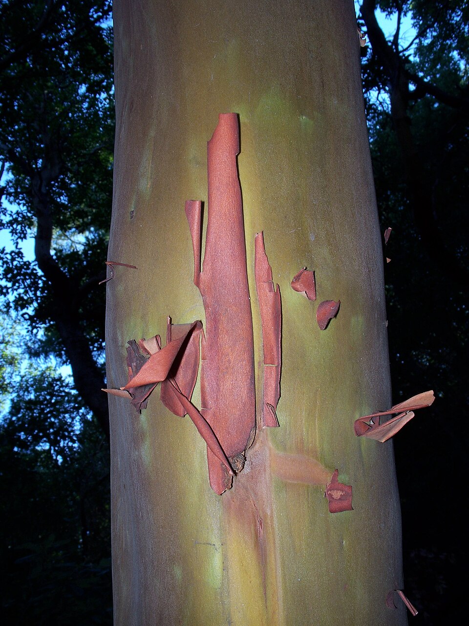 Pacific Madrone (Arbutus menziesii) detail showing peeling bark and evergreen leaves