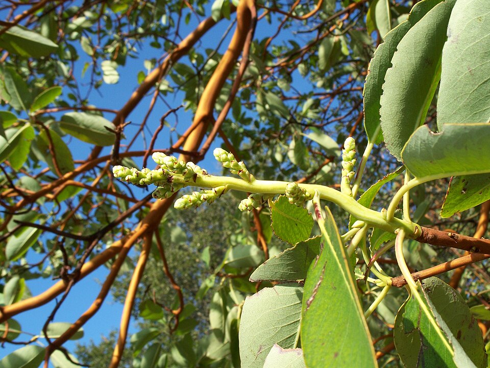Pacific Madrone (Arbutus menziesii) in its natural habitat showing full canopy