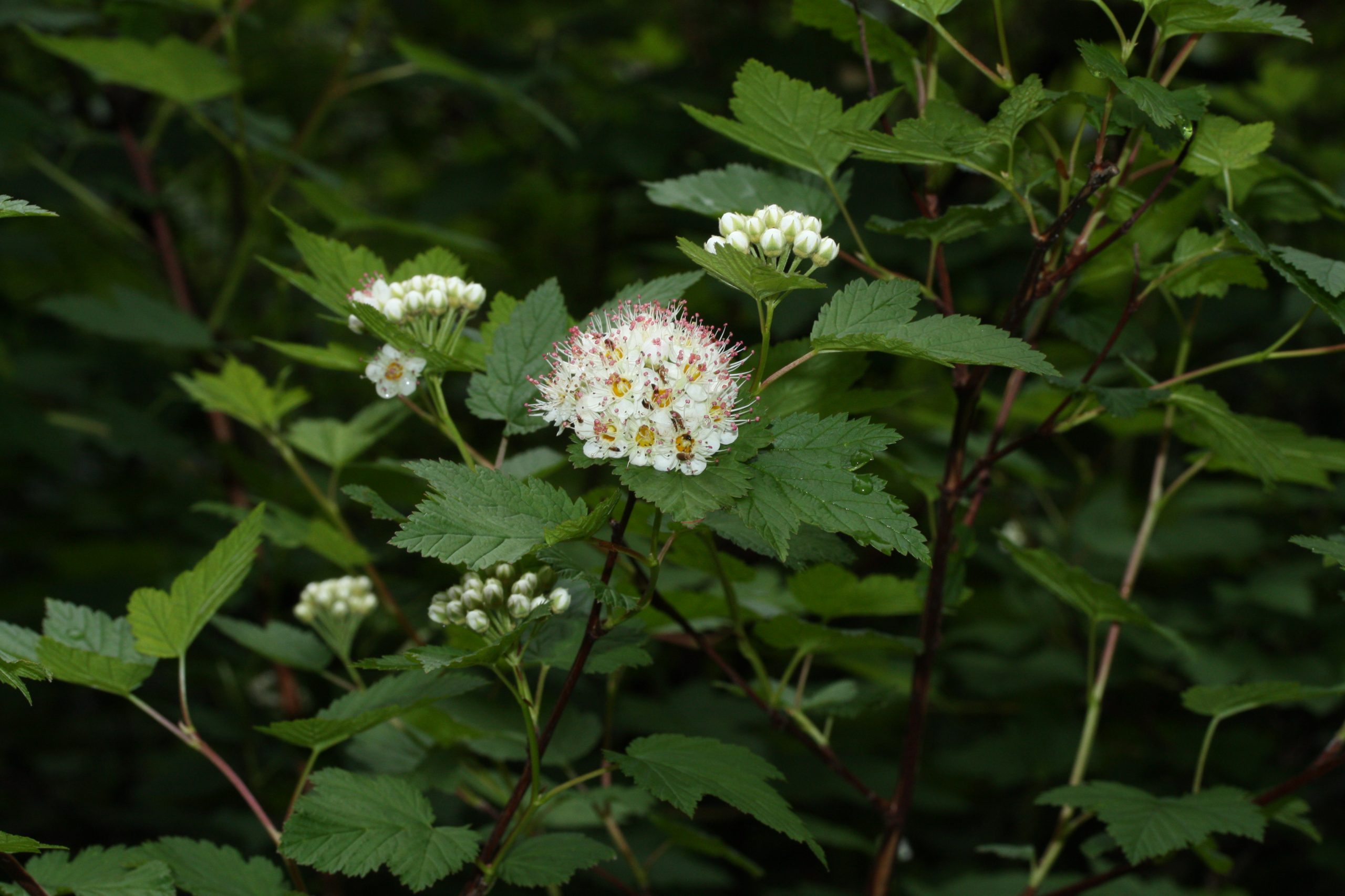 Pacific Ninebark (Physocarpus capitatus)