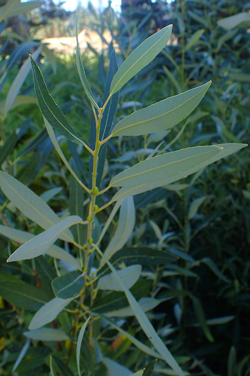 Pacific Willow (Salix lasiandra)