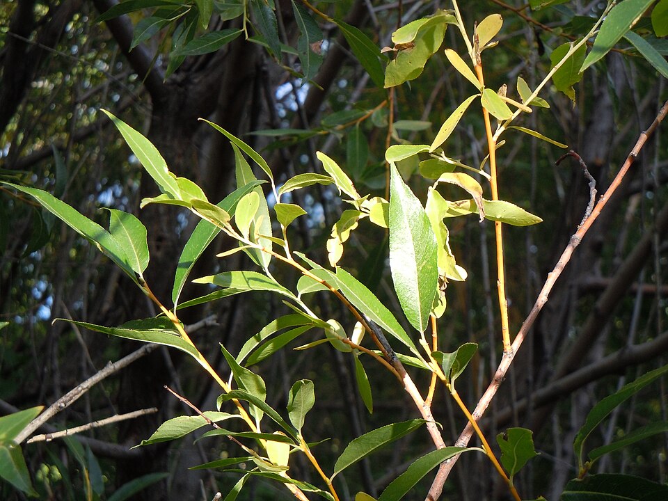 Salix lasiandra plant photo