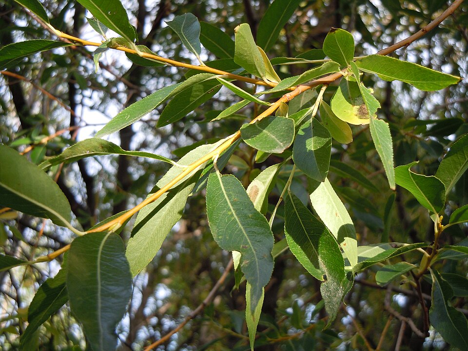 Salix lasiandra plant detail